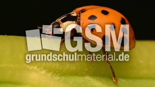 Asiatischer_Marienkäfer (7).jpg